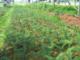 Torreya grandis seedlings